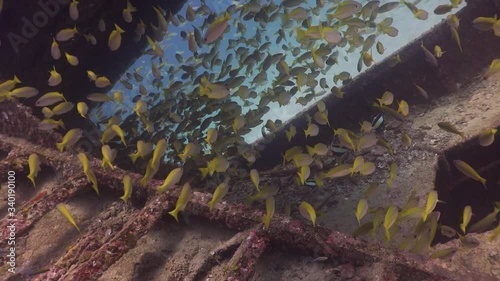 School of Yellow Tail Snapper swimming in a shipwreck at Phuket, Thailand photo