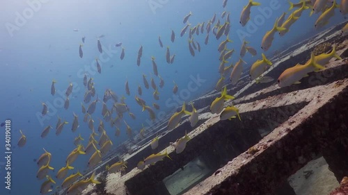 School of fish swimming over cube artificial reef structures in Phuket, Thailand photo