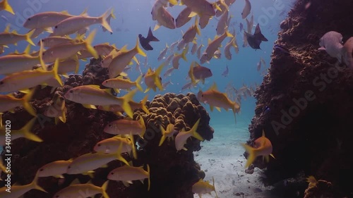 School of Yellow Tail Snapper on the coral reef at Phuket, Thailand photo