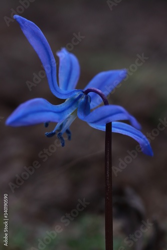 macro photography of a blue flower