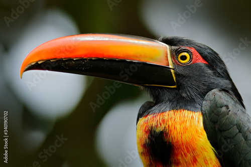 Fiery-billed Aracari, Pteroglossus frantzii, bird with big bill. Toucan sitting on the branch in the forest, Costa Rica. Birdwatching travel in central America. photo