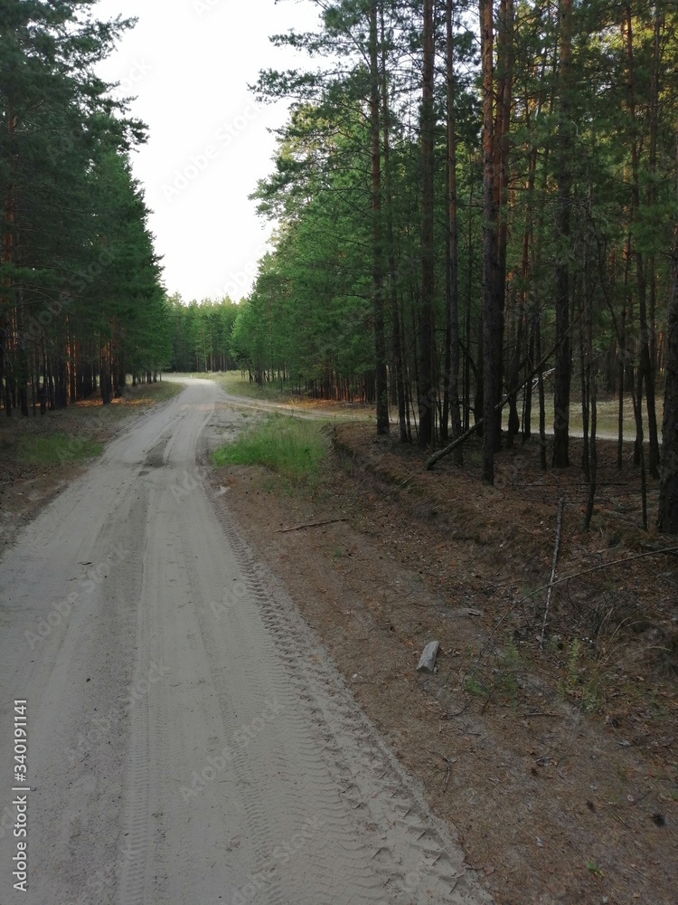 Naklejka premium road in the forest