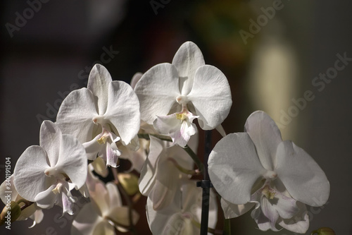 Beautiful pestle of orchid. House flora  blooming orchid close-up. Beautiful plant at home. Home flowers and flower care in extreme close-up view.