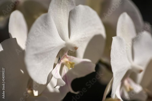 Beautiful pestle of orchid. House flora  blooming orchid close-up. Beautiful plant at home. Home flowers and flower care in extreme close-up view.