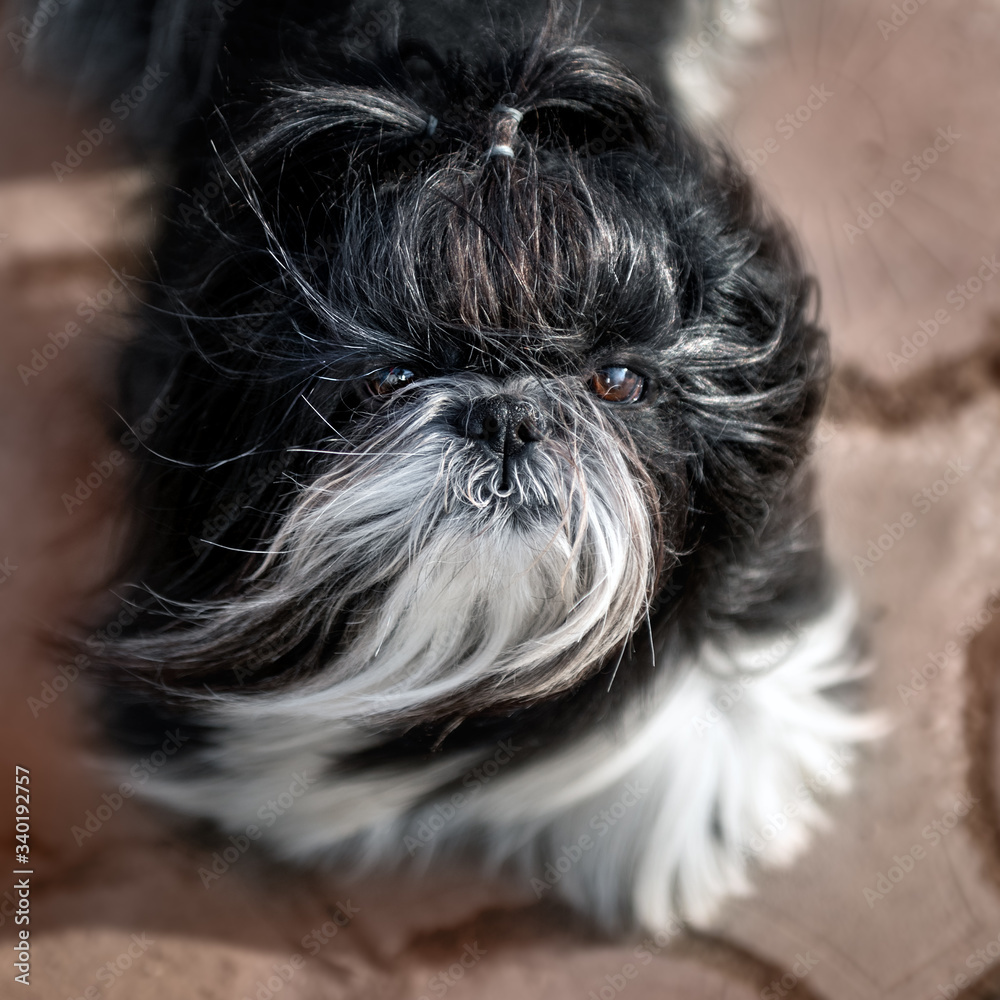 black-and-white-shih-tsu-looking-up-cute-shih-tzu-dog-4-years-old