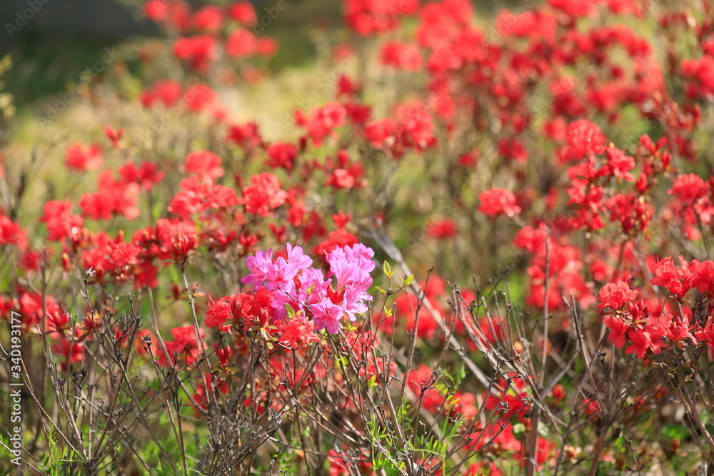 철쭉꽃이 보이는 아름다운 봄풍경