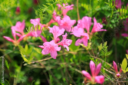 철쭉꽃이 보이는 아름다운 봄풍경 © 재봉 황