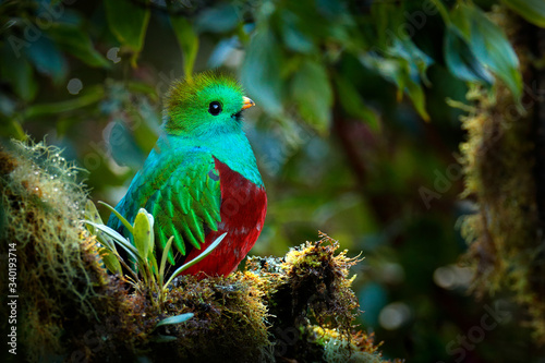 Quetzal, Pharomachrus mocinno, from nature Costa Rica with pink flower forest. Magnificent sacred mystic green and red bird. Resplendent Quetzal in jungle habitat. Wildlife scene from Costa Rica.