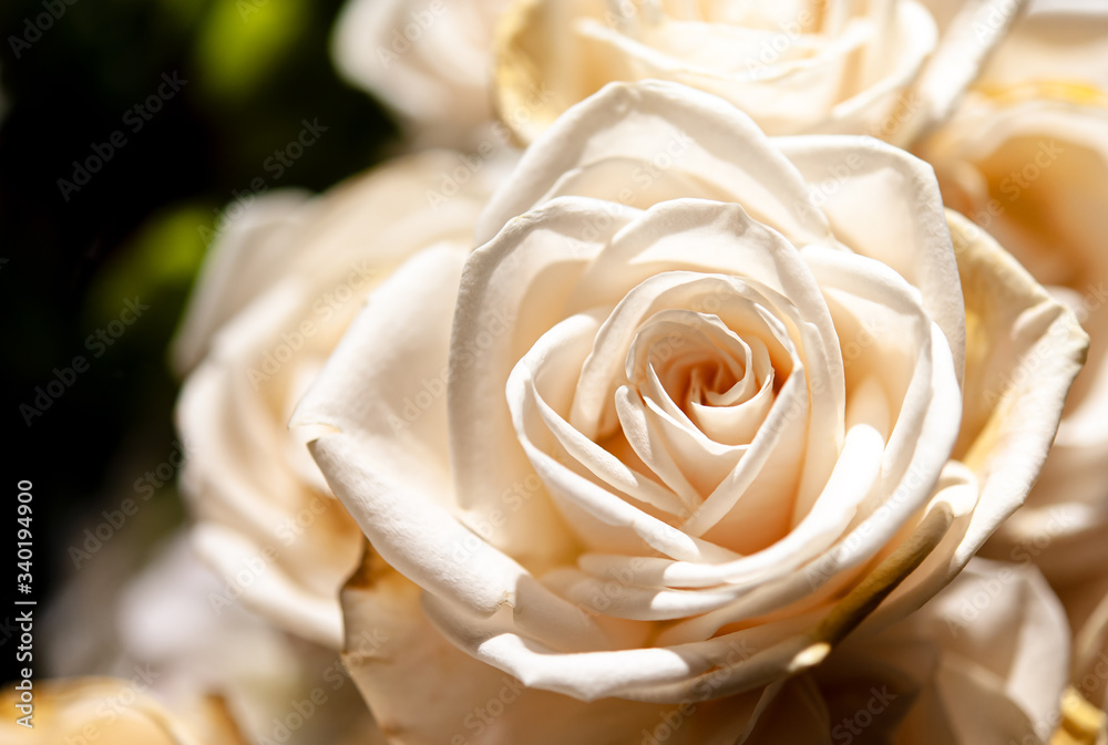 Bouquet of fresh roses, flower bright background.