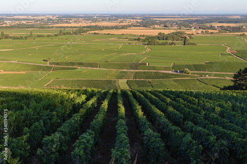 Panoramic view of the vineyards of the Gold Coast of Burgundy  Beaune  France
