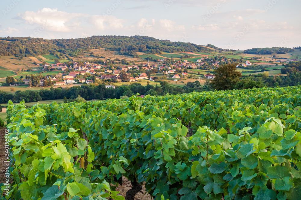 Panoramic view of the vineyards of the Vaux valley in Burgundy, France