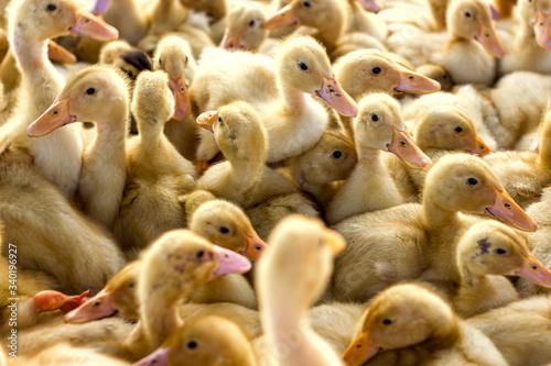 little yellow ducklings are sitting in a box at the bird market
