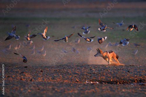 Jackal hunting birds near the waterhole, Polentswa, Botswana in Africa.   Beautiful wildlife scene from Africa with nice sun light. Jackal and evening sunlight. Black-Backed Jackal, Canis mesomelas. photo