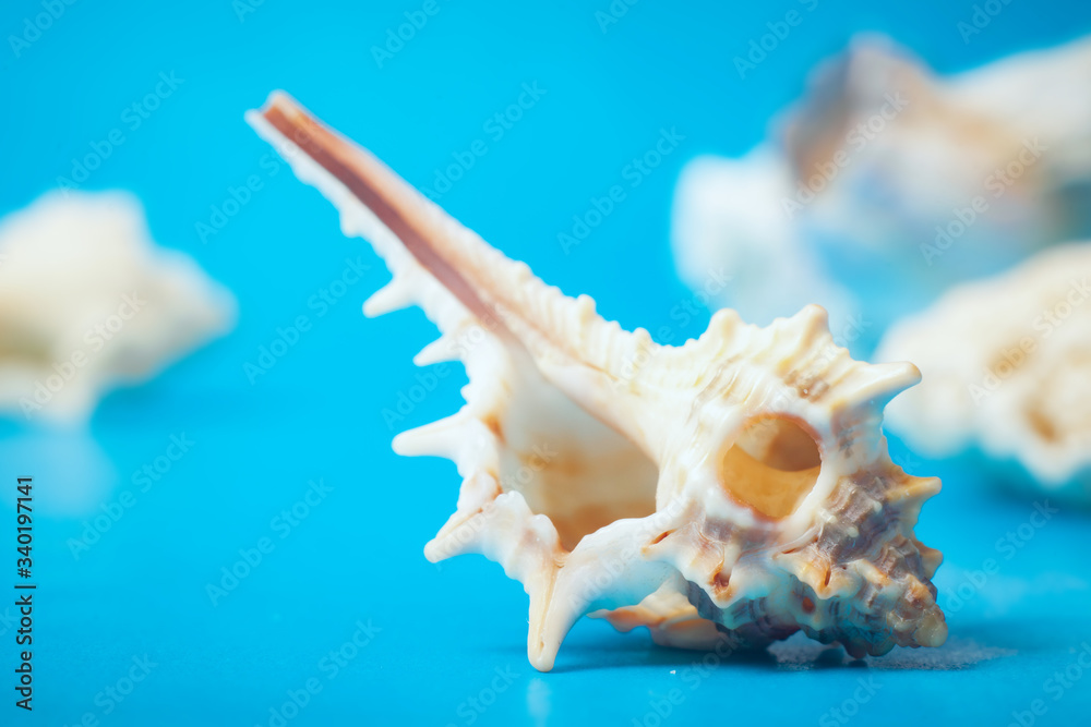 Marine still Life with shells on the sand (sugar crystals) with azure-blue sky. shot in the Studio. Marine still Life with shells on the sand (sugar crystals) with azure-blue sky. shot in the Studio.