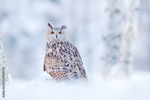 Winter scene with Big Eastern Siberian Eagle Owl, Bubo bubo sibiricus, sitting in the birch tree with snow in the forest. photo