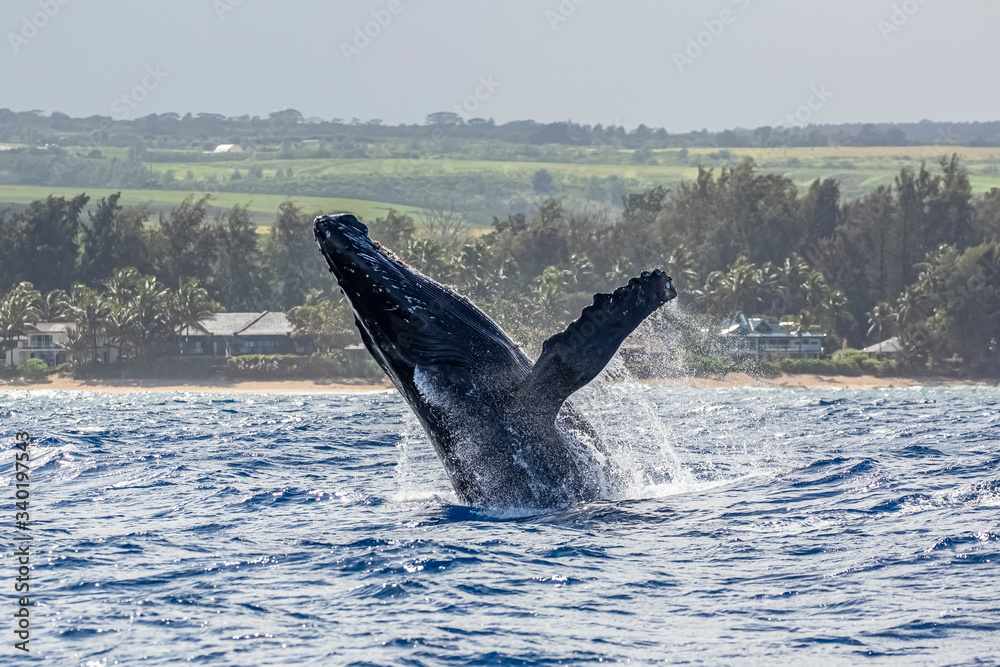 Fototapeta premium Humpback Whales