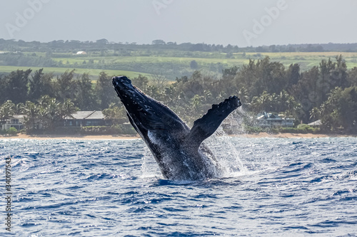 Humpback Whales