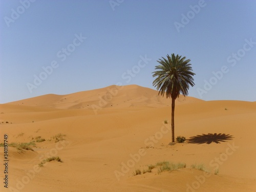 palm trees in the desert wasteland sand dune sahara © Vra
