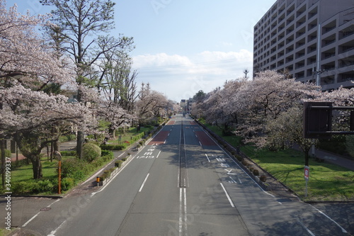 桜の咲く大学通り