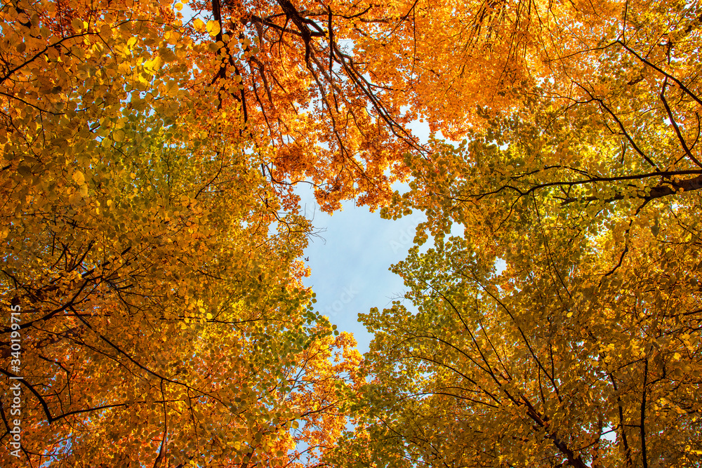 On a bright autumn day, beautiful yellow-orange trees formed a tent over their heads On a bright autumn day, beautiful yellow-orange trees formed a tent over their heads