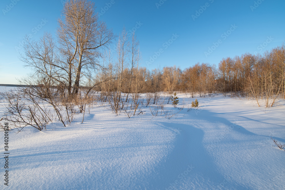 Obraz premium Winter landscape with trees without leaves and snow