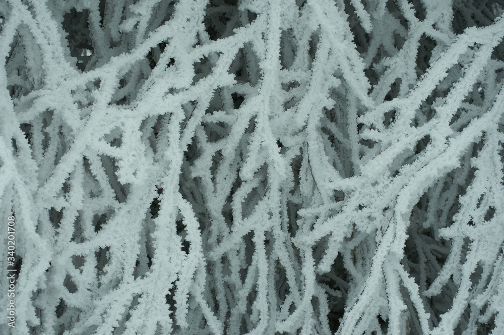 Dense tree branches covered with snow crystals. Winter background Dense tree branches covered with snow crystals. Winter background