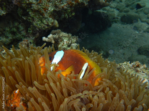 Clownfish  Anemone Fish  Amphiprioninae  