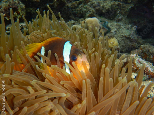 Clownfish, Anemone Fish, Amphiprioninae, 
