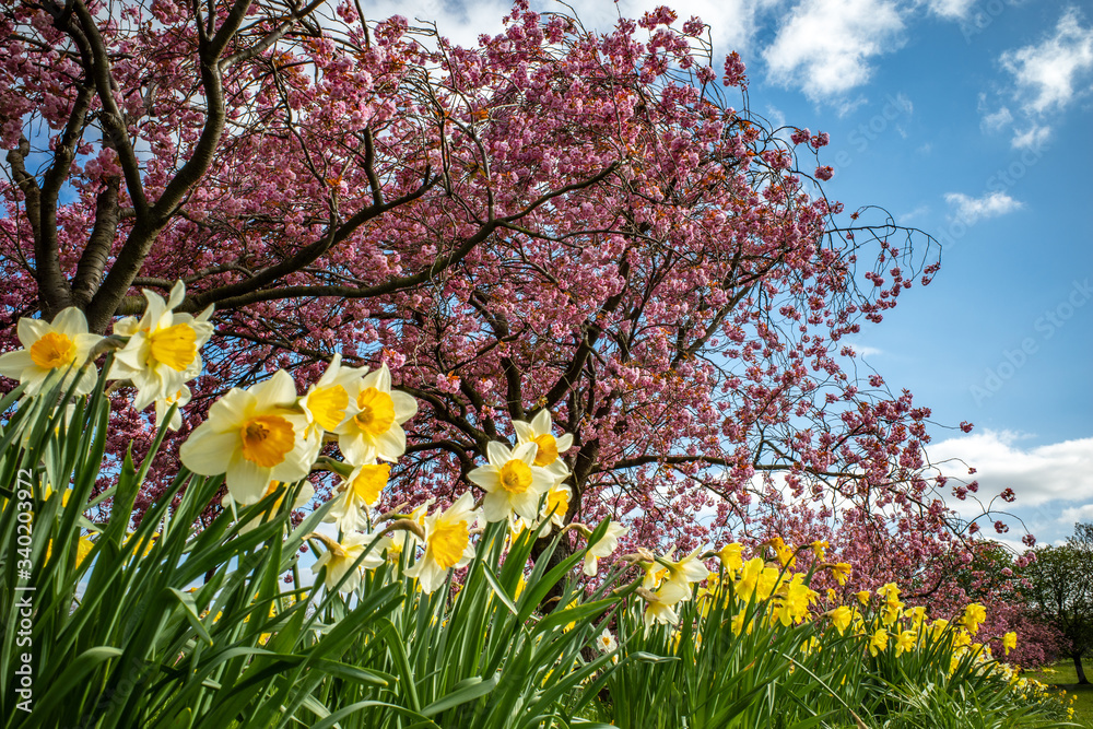 Fototapeta premium Daffodils and Cherry Blossoms