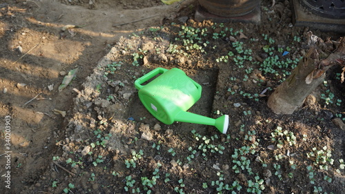 A bucket of water to water vegetables in the garden