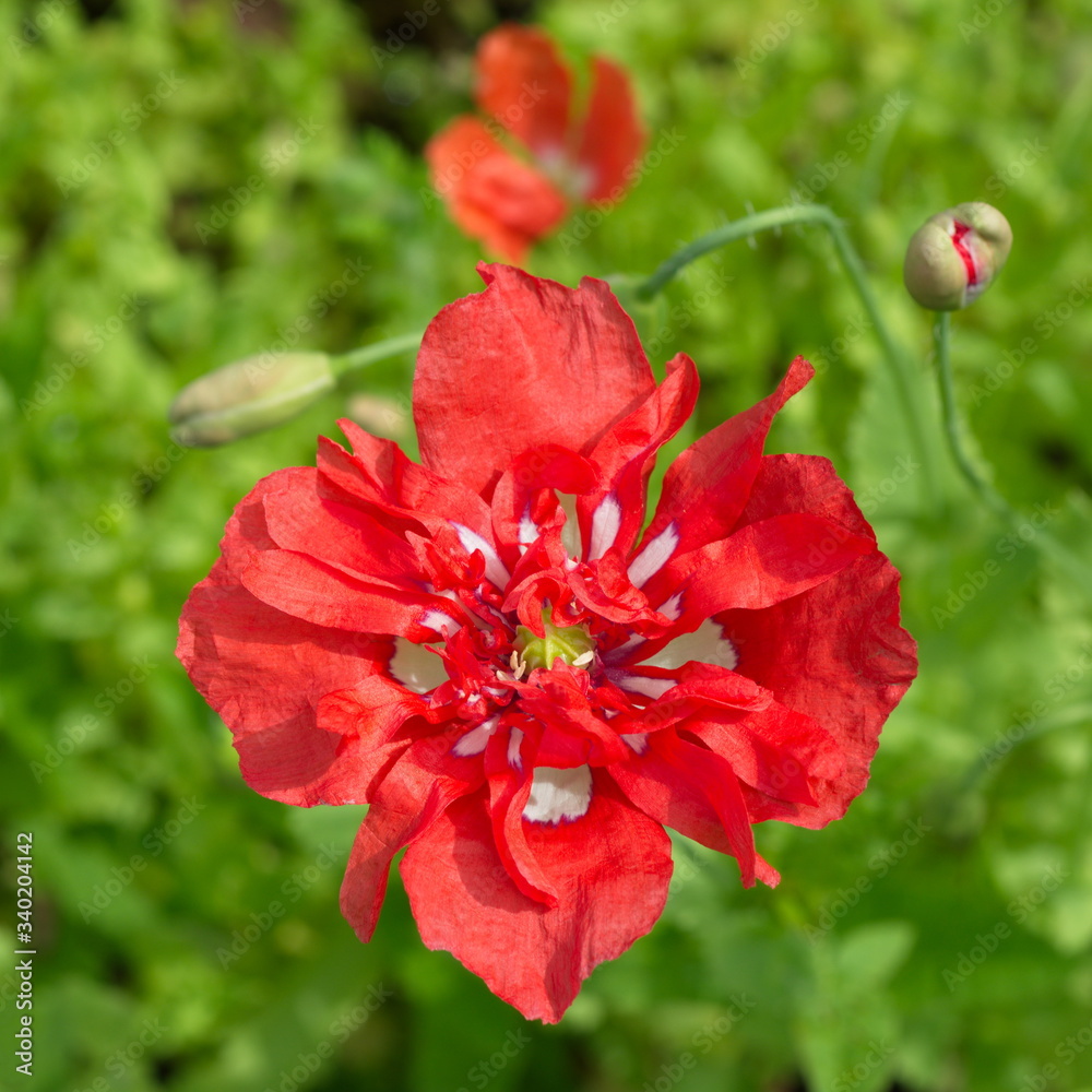 Bright red-white Terry poppy in the garden close-up Bright red-white Terry poppy in the garden close-up
