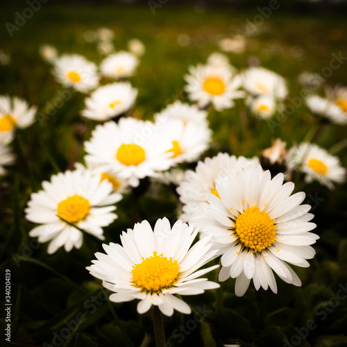 Daisies  close up