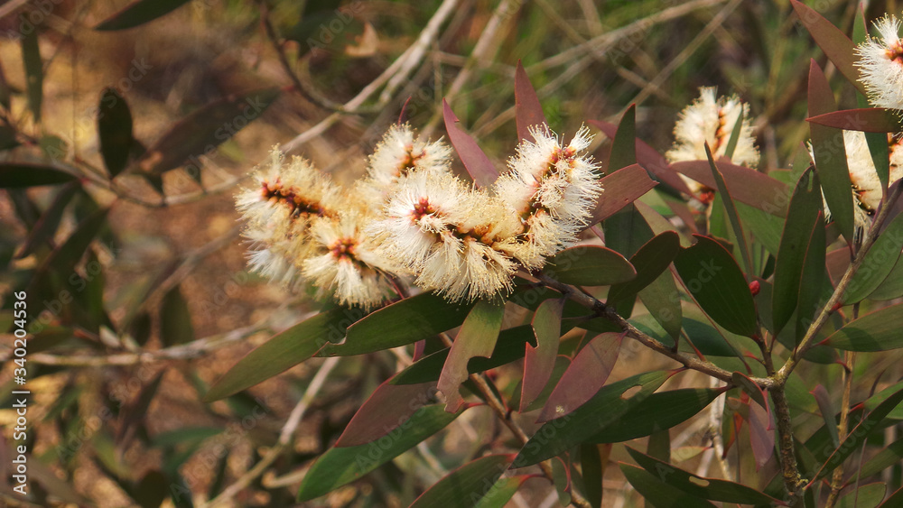 Melaleuca quinquenervia, Melaleuca leucadendra Linn. , Cajuput Tree, Pune-tree, Melaleuca, River Tea-Tree, Paperbark flowers in the forest Melaleuca quinquenervia, Melaleuca leucadendra Linn. , Cajuput Tree, Pune-tree, Melaleuca, River Tea-Tree, Paperbark flowers in the forest