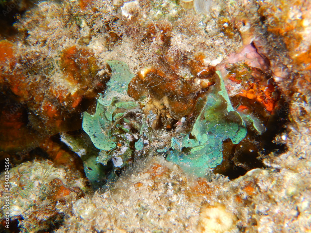 seaweeds, algae, macroalgae, padina, Caulerpa, seaweeds, algae, macroalgae, padina, Caulerpa,