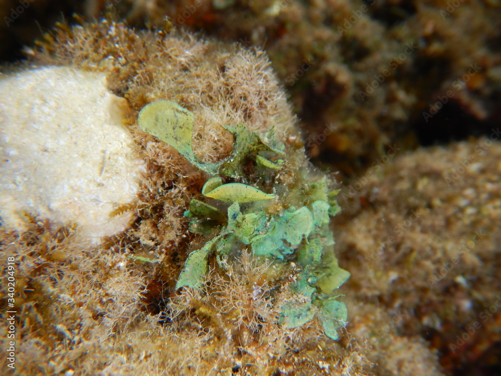 seaweeds, algae, macroalgae, padina, Caulerpa,