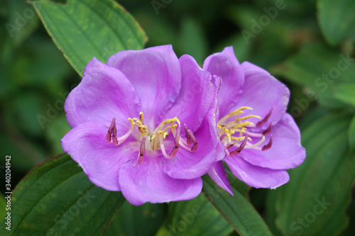 Purple Melastoma malabathricum, Melastoma candidum, Melastoma affine, Melastoma candidum, Common Melastoma flower