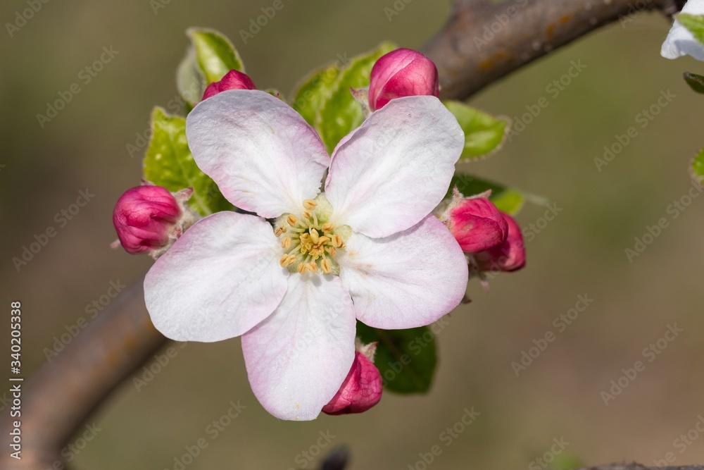 Fototapeta premium White with delicate pink inflorescence on a branch of apple tree
