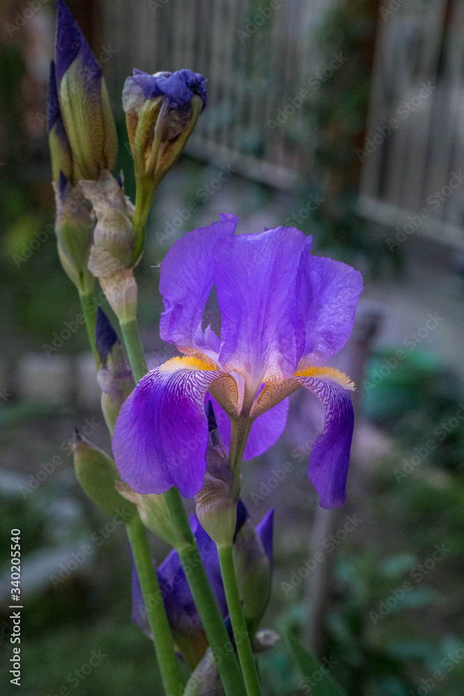 Spring flowers in close macro shot 