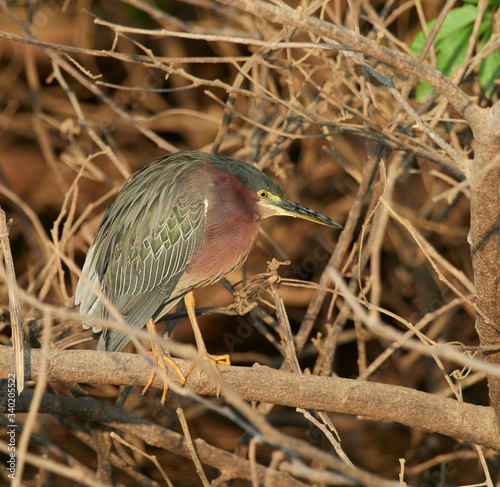 wildlife photo of an Green Heron - Butorides virescens photo