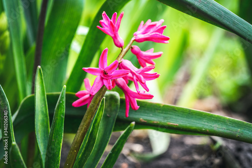 Macro Photo of a pink hyacinth flower.