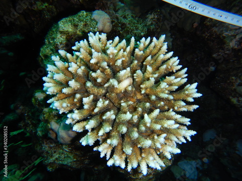 Coral reefs, Acropora, Millipora