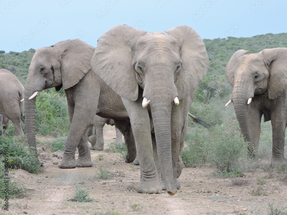 Fototapeta premium Elephant family roadblock