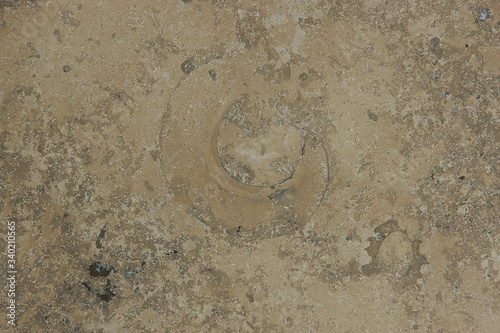 Brown Jura Gelb marble with a pattern of frozen ancient animals
