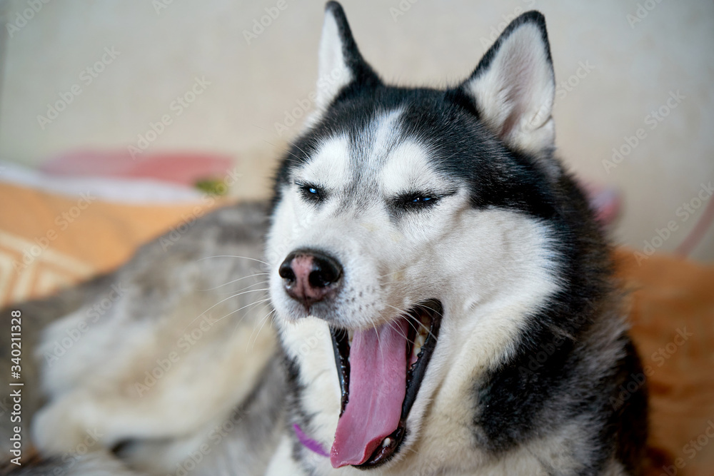 Black-white blue-eyed husky yawns at home on the bed from boredom. Black-white blue-eyed husky yawns at home on the bed from boredom.