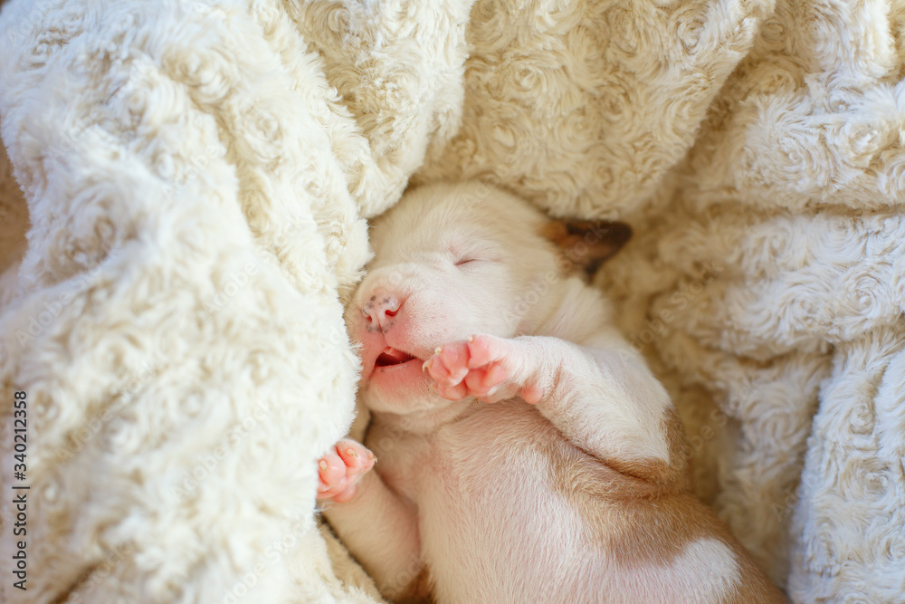 newborn blind puppies lie on a blanket in a basket newborn blind puppies lie on a blanket in a basket