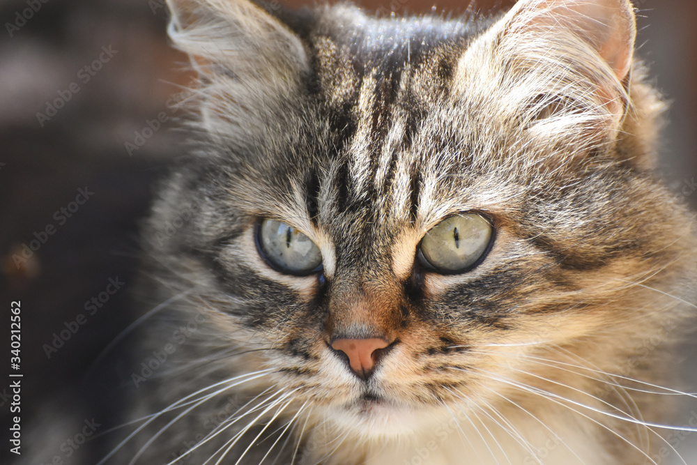 Portrait of Norwegian Cat, Fluffy grey cat eyes Portrait of Norwegian Cat, Fluffy grey cat eyes