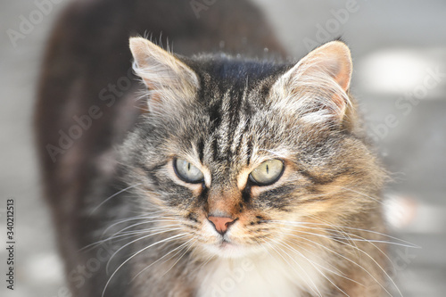 Portrait of  Norwegian Cat, Fluffy grey cat eyes