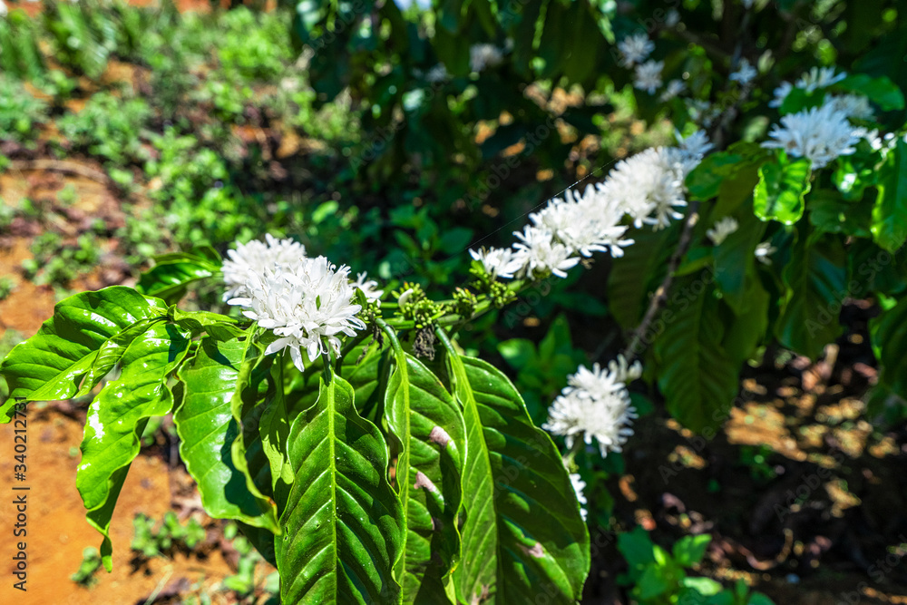 Coffee tree blossom with white color flowers on Coffee Plantation, Cau Dat town, Da Lat, Vietnam Coffee tree blossom with white color flowers on Coffee Plantation, Cau Dat town, Da Lat, Vietnam