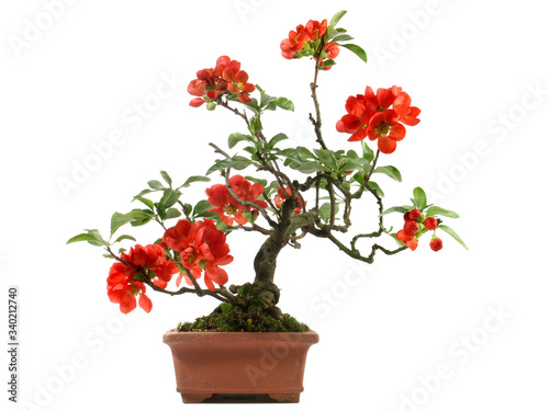 Fototapeta Naklejka Na Ścianę i Meble -  Quince Bonsai with red Blossoms in a Brick Pot isolated on white Background