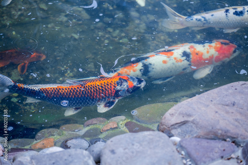  Asia. Japanese carp swims in the pond. red japanese carp. japanese koi © Viacheslav